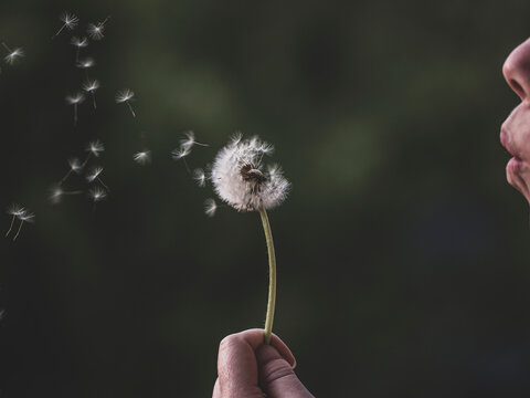 dandelion blowing off