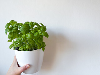Fresh green Basil garden herb in white flower pot and white female hand isolated on white background close up