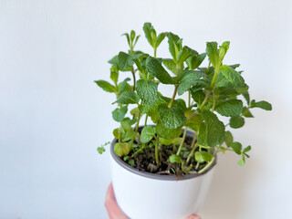 Fototapeta premium Fresh green Pepper Mint garden herb in white flower pot and white female hand isolated on white background close up