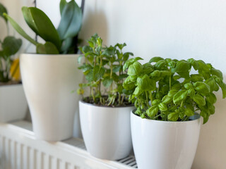 Fresh green Basil garden herb in white flower pot isolated on white background growing in kitchen garden 