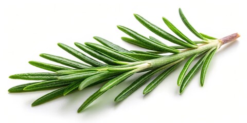Fototapeta premium Fresh Rosemary Leaf Herbal Spices Isolated on White Background, medicinal, spices, medicinal,spices,botanical