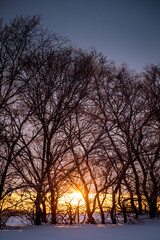 A sunset over a forest with trees that are bare and bare