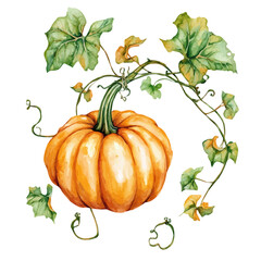 A watercolor of a Pumpkin Vine, isolated on a white background. Pumpkin Vine vector.
