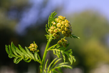 Tansy Tanacetum vulgare wild plant in summer