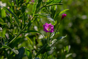 willow-herb epilobium hirsutum during flowering. Medicinal plant with red flowers