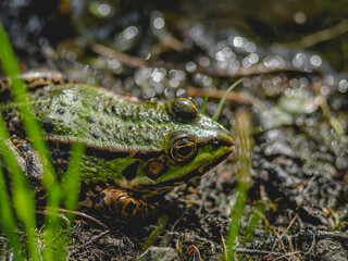 frog in the pond