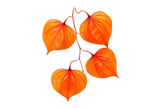 Vibrant orange physalis lantern flowers with delicate veins, isolated on white transparent background. Concept of nature and botanical beauty