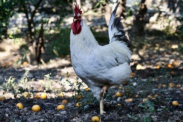 Rooster orange ground. High quality photo