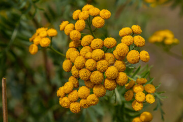 Tansy Tanacetum vulgare wild plant in summer