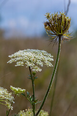 Daucus carota known as wild carrot blooming plant