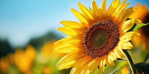 Obraz premium Vibrant sunflower in full bloom against a clear blue sky with green leaves in the foreground and a soft-focus field of sunflowers behind.
