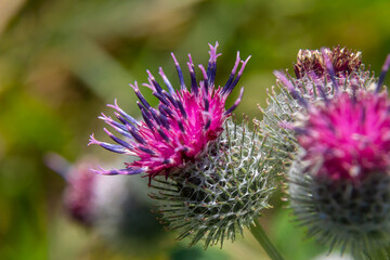 Arctium tomentosum, commonly known as the woolly burdock is a species of burdock belonging to the family Asteraceae