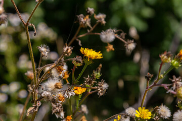 Hieracium laevigatum or smooth hawkweed. Hieracium, known by the common name hawkweed and classically as hierakion. Floral desktop background. Hieracium caespitosum, commonly known as meadow hawkweed