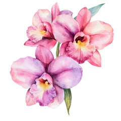 A watercolor of an Orchid, isolated on a white background. Orchid vector.
