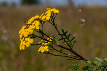 Tansy Tanacetum vulgare wild plant in summer
