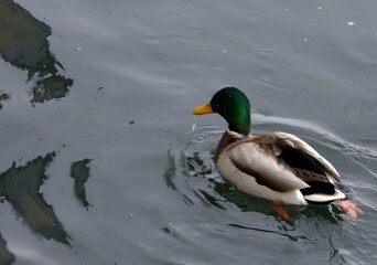 Obraz premium A duck swims in search of food in the Irtysh River in Kazakhstan