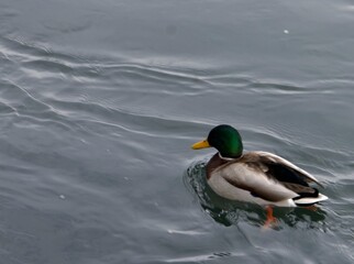 A duck swims in search of food in the Irtysh  River in Kazakhstan