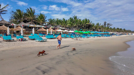 A man of Caucasian descent walks dogs along a sunny tropical beach lined with empty lounge chairs, embodying a tranquil vacation vibe