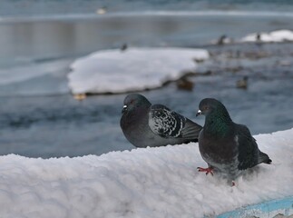 A pigeon sits in the snow against the background of the Irtysh River in winter in Ust0Kamenogorsk, Kazakhstan