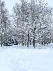 A serene, snow-covered forest landscape illustrates winter tranquility, perfectly capturing the essence of a peaceful Christmas season