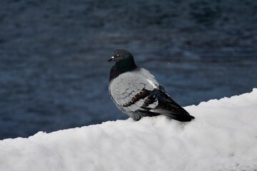 A pigeon sits in the snow against the background of the Irtysh River in winter in Ust0Kamenogorsk, Kazakhstan