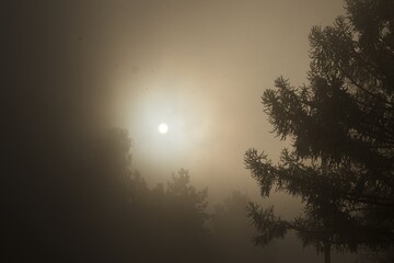 Fototapeta premium The moon in the winter park in the fog and falling frost