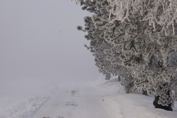Trees in the fog in the park on the embarkment where two rivers Irtish an Ulba merge in Kazakhstan