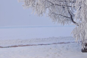 Trees in the fog in the park on the embarkment where two rivers Irtish an Ulba merge in Kazakhstan