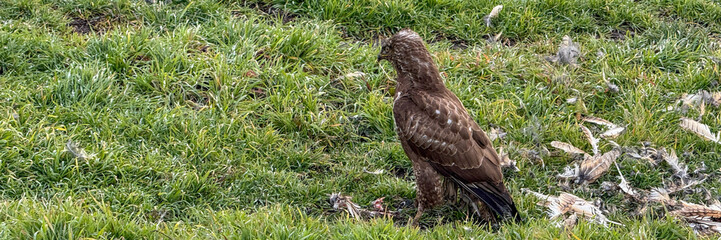 A solitary hawk stands on grassy terrain, showcasing wildlife ecology and predator-prey dynamics in nature conservation themes