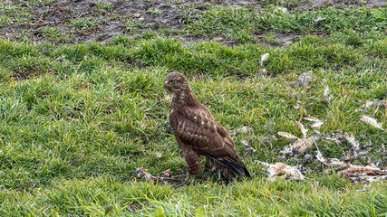 A solitary hawk stands on grassy terrain, symbolizing wildlife conservation and the ecological balance in natural habitats