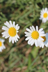 Fototapeta premium Daisies in a field