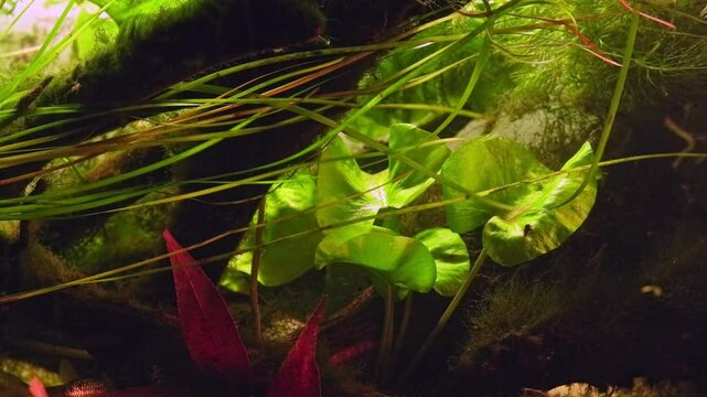 Nuphar lutea, bur-reed long leaf move in flow, Ceratophyllum demersum and green algal vegetation on driftwood aquascape, planted freshwater Ukrainian Chorhun river biotope aquarium, bright background