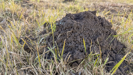 Close-up of a fresh molehill in a grassy field, symbolizing lawn maintenance challenges and soil aeration in springtime gardening
