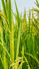 Fototapeta premium Close-up of vibrant green rice plants symbolizing agriculture and sustainability during harvest season in a rural setting