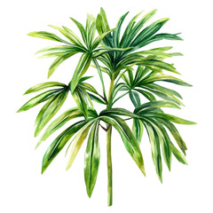 A watercolor vector of Lady Palm, isolated on a white background. Lady Palm vector.
