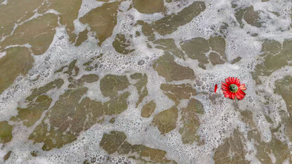 A vibrant red flower floats amidst ocean waves, symbolizing resilience and remembrance, perfect for Earth Day concepts