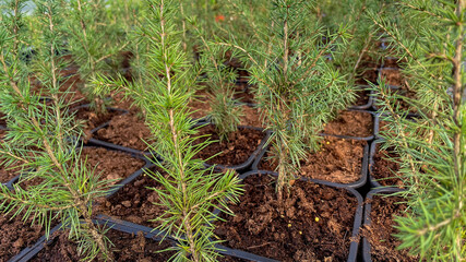 Young pine seedlings in pots, symbolizing reforestation efforts and environmental conservation, perfect for Earth Day themes and sustainability projects