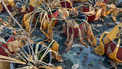 Withered plants in pots signify drought effects, emphasizing environmental challenges and climate change implications for agriculture
