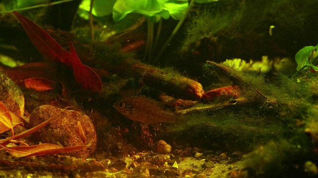 biotope aquarium of Chorhun river, Crimea, sand pebble and leaf litter substrate, Lepomis gibbosus pumpkinseed fish, Pseudorasbora parva, ecological disaster in Europe, Nuphar lutea, planted aquascape