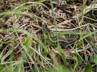 lizard in the grass