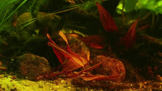 willow twig decor in foreground, Nuphar lutea, bur-reed long leaf in flow, green algal vegetation on driftwood aquascape, planted freshwater Ukrainian Chorhun river biotope aquarium, bright background