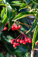 鎌倉2501　光則寺10　万両