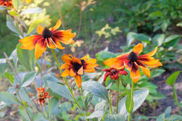 Flowers of Rudbeckia is growing in garden in autumn. Rudbeckia grows in meadow. Black eyed susan. Sunny day.