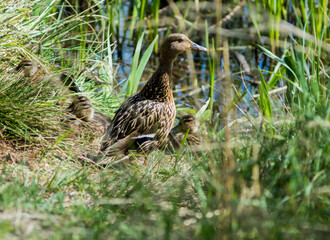 wild duck with her young over a pond