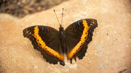 This butterfly is native to Subsaharan Africa, from the Precis Archesia family also know as garden inspector or garden commodore