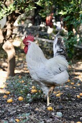 Rooster orange ground. High quality photo