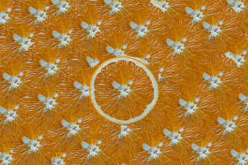 orange slices background