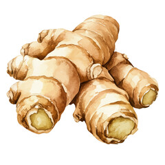 A watercolor drawing of Ginger Root, isolated on a white background. Ginger Root vector.
