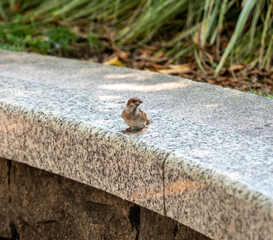 07.05.2024 - Tokyo, Japan: bird on a bench in Harajuku