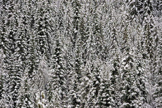 Winter in the Forest